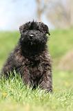 BOUVIER DES FLANDRES 355
